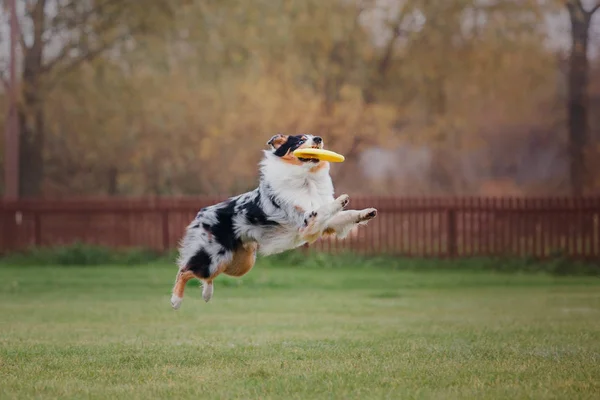 Uçan Bir Disk Köpek Yakalar — Stok fotoğraf