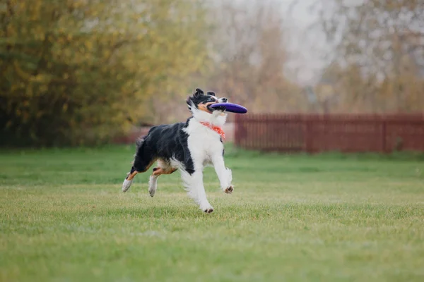 Dog Catches Flying Disc — Stock Photo, Image