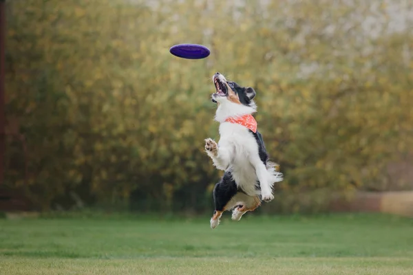 Perro Atrapa Disco Volador — Foto de Stock