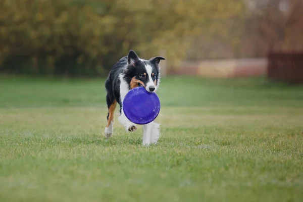 Anjing Menangkap Disk Terbang — Stok Foto