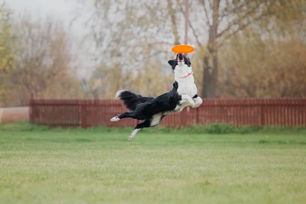 Hond Vangt Een Vliegende Schijf — Stockfoto