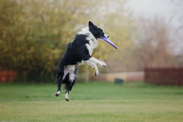 Hund Fängt Fliegende Scheibe — Stockfoto