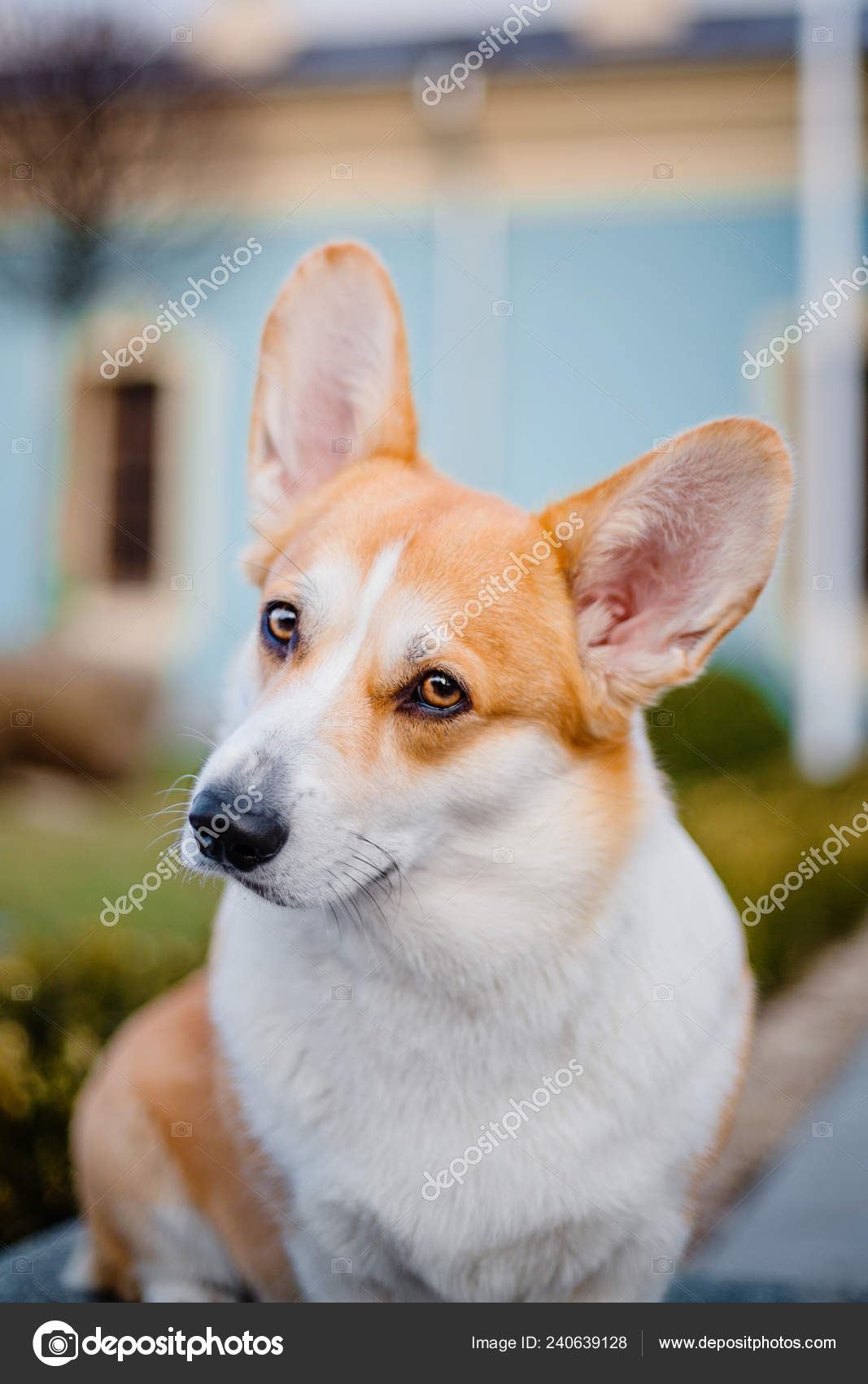 かわいいウェルシュ コーギー ペンブローク犬屋外 ストック写真 C Oov