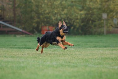 Uçan bir disk köpek yakalar