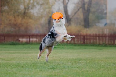 Uçan bir disk köpek yakalar
