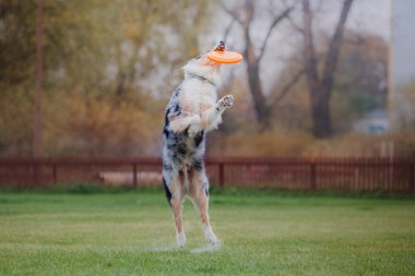 Uçan bir disk köpek yakalar