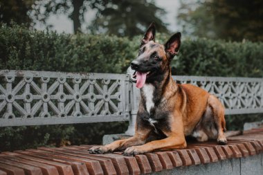 Belçika çoban köpeği (Malinois köpek) Sonbahar Park