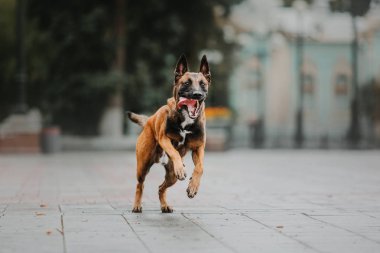 Belçika çoban köpeği (Malinois köpek) Sonbahar Park