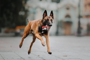 Belçika çoban köpeği (Malinois köpek) Sonbahar Park