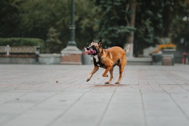 Belçika çoban köpeği (Malinois köpek) Sonbahar Park
