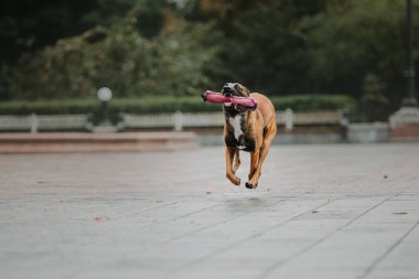 Belçika çoban köpeği (Malinois köpek) Sonbahar Park