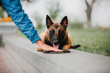 Belçika çoban köpeği (Malinois köpek) Sonbahar Park