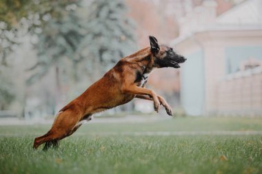 Belçika çoban köpeği (Malinois köpek) Sonbahar Park
