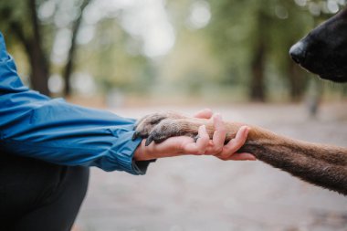 Belçika çoban köpeği (Malinois köpek) Sonbahar Park