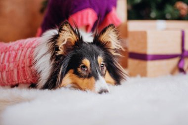 Shetland koyun (sığınak). Köpek bir yılbaşı iç. Noel, özel günler, garland, ekose, Noel ağacı