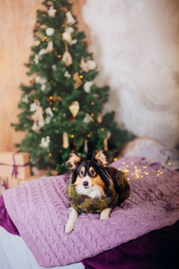 Shetland koyun (sığınak). Köpek bir yılbaşı iç. Noel, özel günler, garland, ekose, Noel ağacı