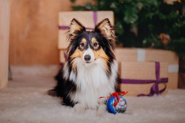 Shetland koyun (sığınak). Köpek bir yılbaşı iç. Noel, özel günler, garland, ekose, Noel ağacı