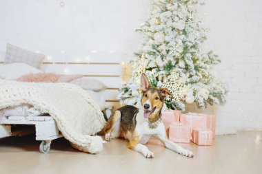 Mutlu yıllar, Noel tatilleri ve kutlamalar, köpek (evcil hayvan) Noel ağacının yanındaki odada.