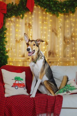 Mutlu yıllar, Noel tatilleri ve kutlamalar, köpek (evcil hayvan) Noel ağacının yanındaki odada.