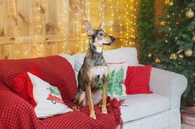 Mutlu yıllar, Noel tatilleri ve kutlamalar, köpek (evcil hayvan) Noel ağacının yanındaki odada.