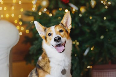 Mutlu yıllar, Noel tatilleri ve kutlamalar, köpek (evcil hayvan) Noel ağacının yanındaki odada.