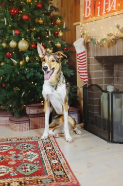 Mutlu yıllar, Noel tatilleri ve kutlamalar, köpek (evcil hayvan) Noel ağacının yanındaki odada.