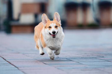 Pembroke Welsh Corgi köpek açık