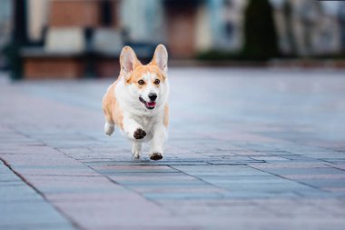 Pembroke Welsh Corgi köpek açık