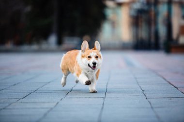 Pembroke Welsh Corgi köpek açık