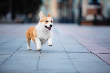 Pembroke Welsh Corgi köpek açık