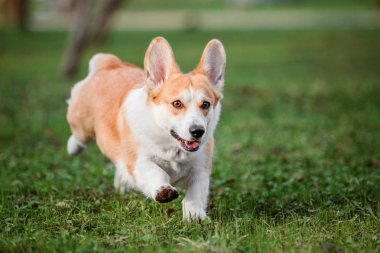 Pembroke Welsh Corgi köpek açık