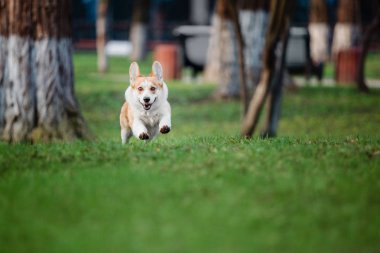 Pembroke Welsh Corgi köpek açık