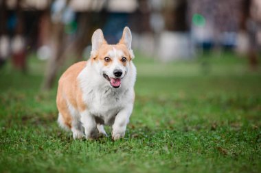 Pembroke Welsh Corgi köpek açık