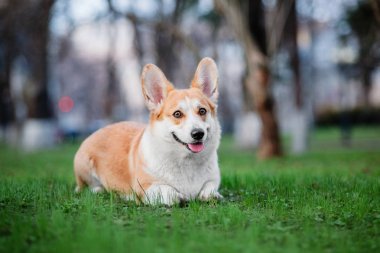 Pembroke Welsh Corgi köpek açık