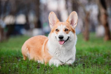 Pembroke Welsh Corgi köpek açık