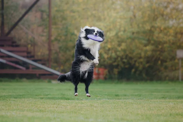 Hund Fångar Flygande Skiva — Stockfoto