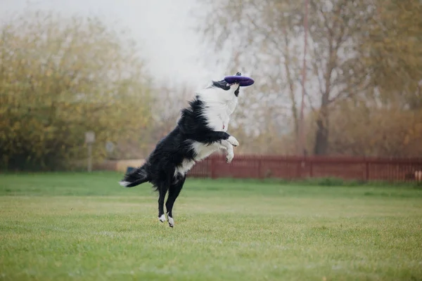 Hond Vangt Een Vliegende Schijf — Stockfoto