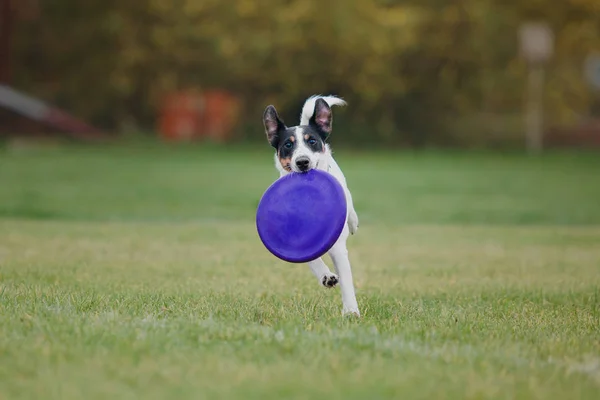 Chien Attrape Disque Volant — Photo