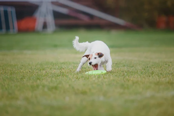 Dog Catches Flying Disc — Stock Photo, Image