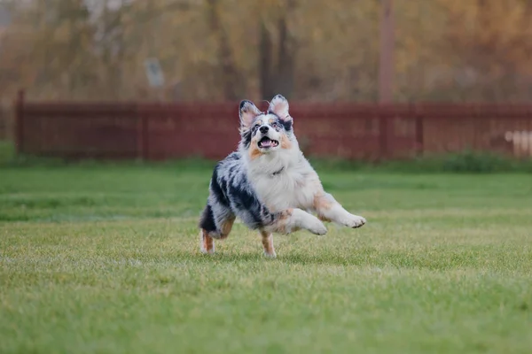 Hund Fängt Fliegende Scheibe — Stockfoto