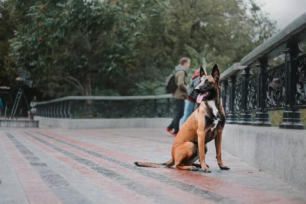 Owczarek Belgijski Pies Malinois Jesienny Park — Zdjęcie stockowe