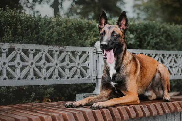 Cão Pastor Belga Cão Malinois Parque Outono — Fotografia de Stock