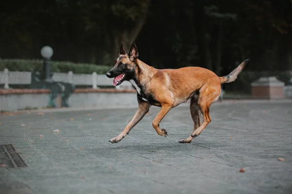 Cão Pastor Belga Cão Malinois Parque Outono — Fotografia de Stock