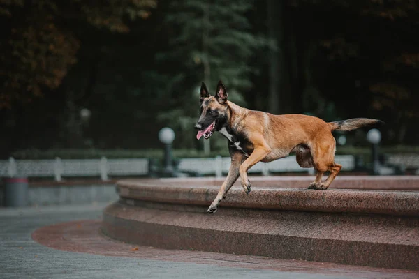 Cão Pastor Belga Cão Malinois Parque Outono — Fotografia de Stock