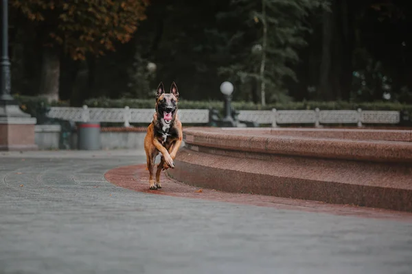 Perro Pastor Belga Perro Malcom Parque Otoño —  Fotos de Stock