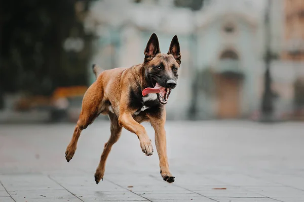 Anjing Gembala Belgia Anjing Malinois Taman Musim Gugur — Stok Foto