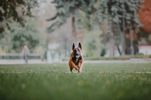 Owczarek Belgijski Pies Malinois Jesienny Park — Zdjęcie stockowe