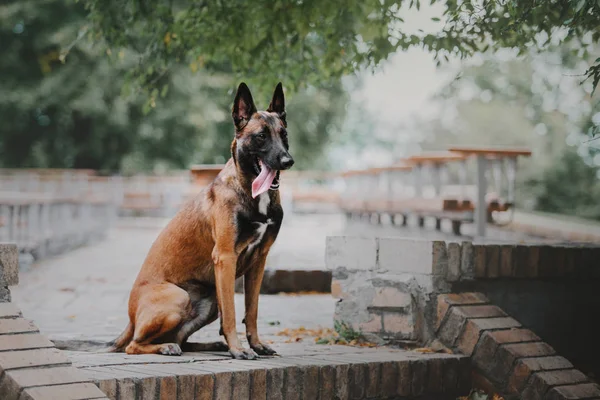 Cão Pastor Belga Cão Malinois Parque Outono — Fotografia de Stock