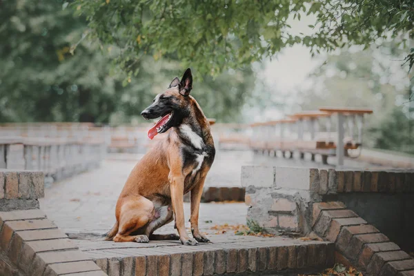 Belgian Shepherd Dog Malinois Dog Autumn Park — Stock Photo, Image