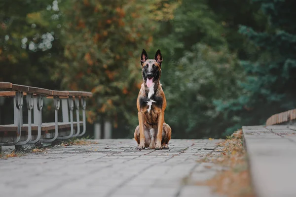 ベルギー シェパード マリノア犬 秋の公園で — ストック写真